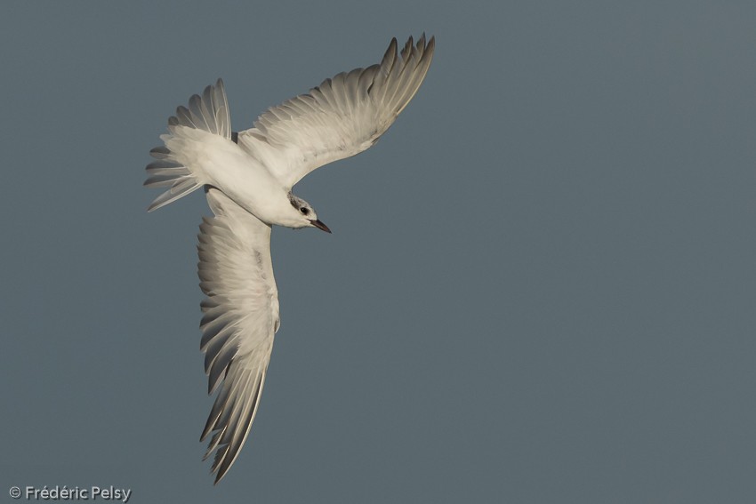 Gull-billed Tern - Frédéric PELSY