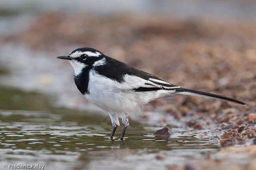 African Pied Wagtail - Frédéric PELSY