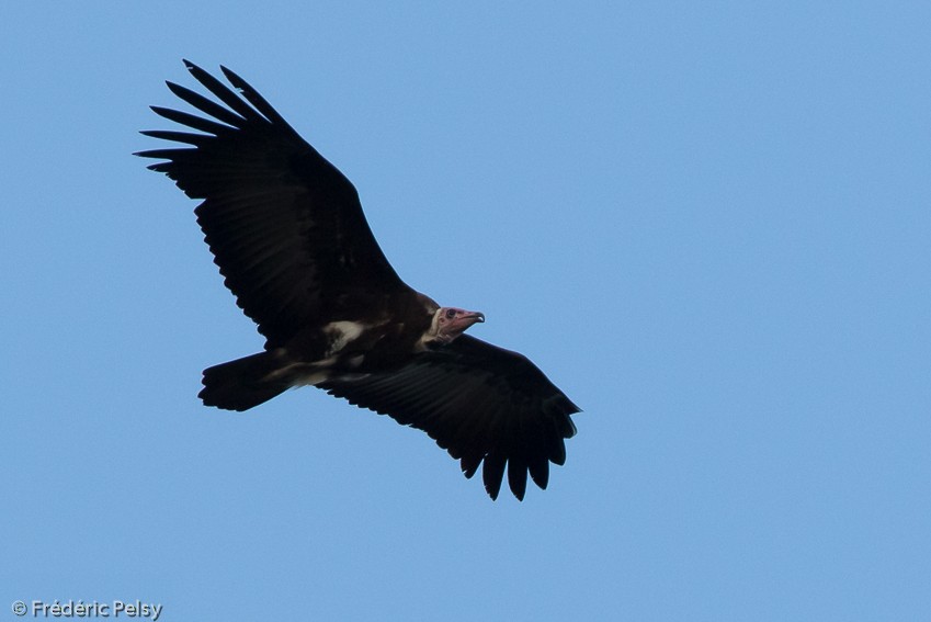 Hooded Vulture - Frédéric PELSY