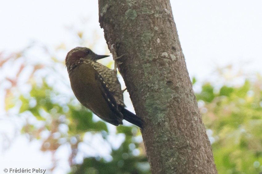 Brown-eared Woodpecker (Carol's) - Frédéric PELSY