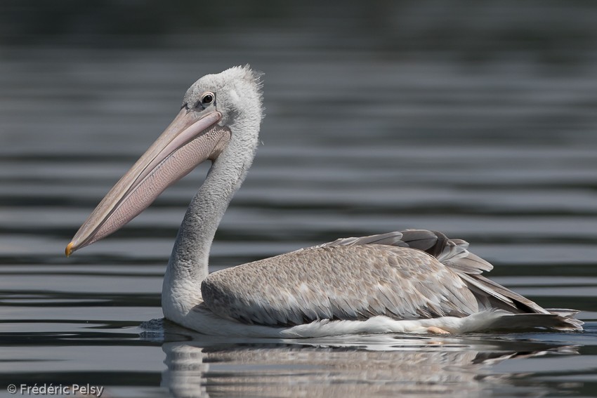 Pink-backed Pelican - ML206179761