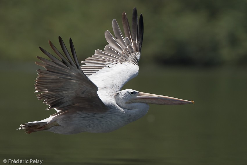 Pink-backed Pelican - Frédéric PELSY