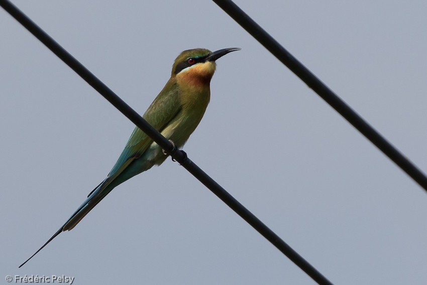 Blue-tailed Bee-eater - ML206179901