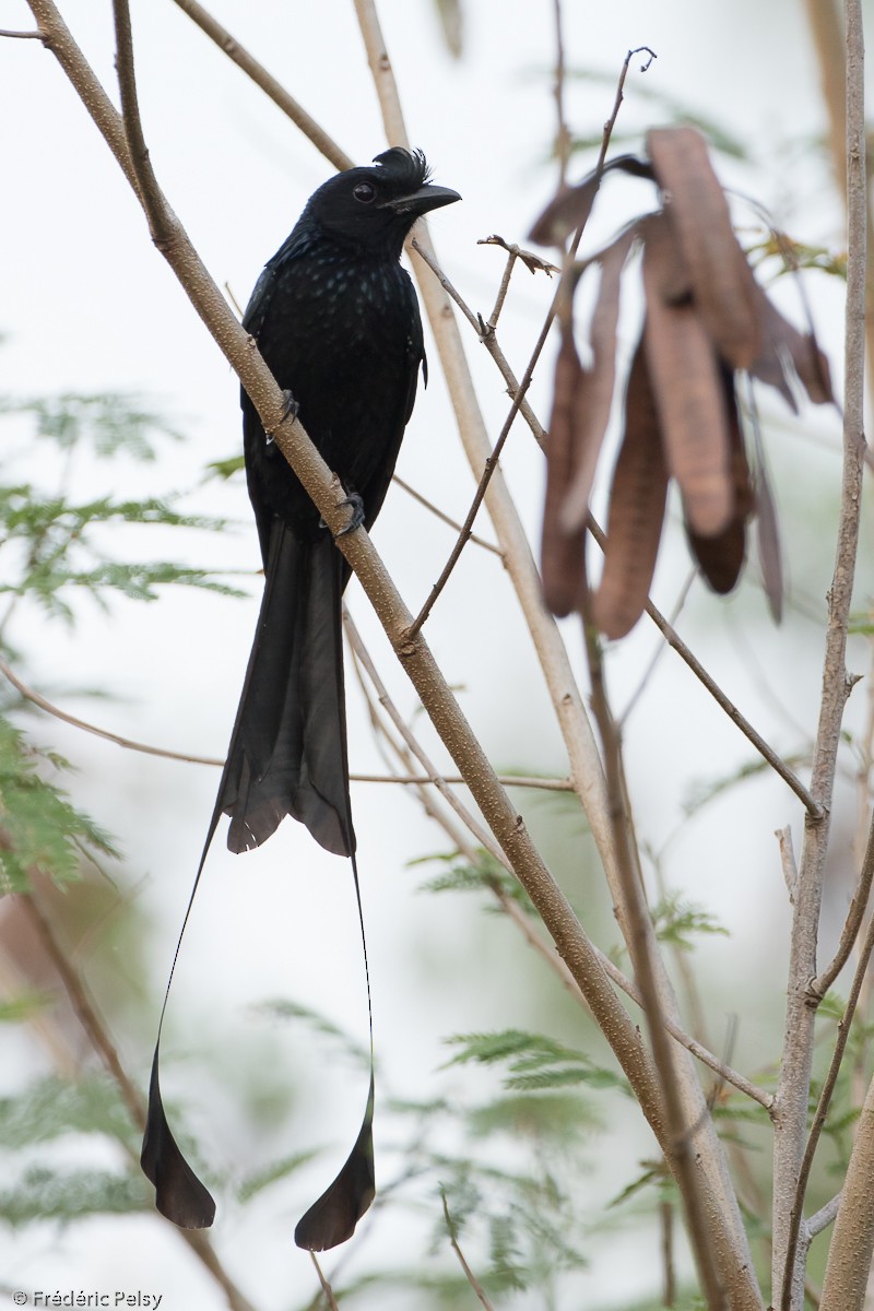 Greater Racket-tailed Drongo - ML206179961