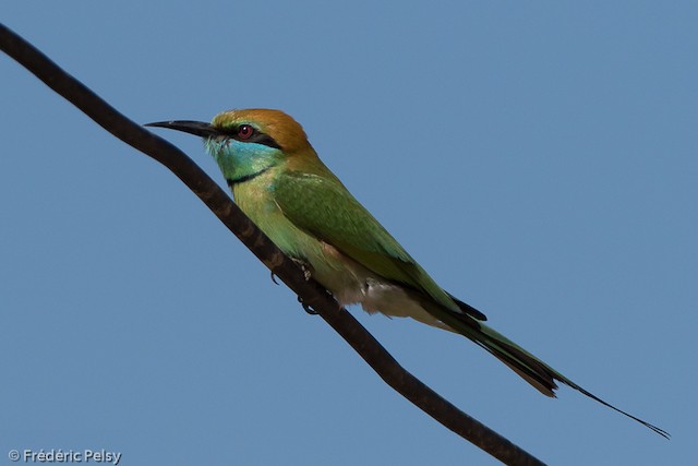 Green Bee-eater (Russet-crowned)
