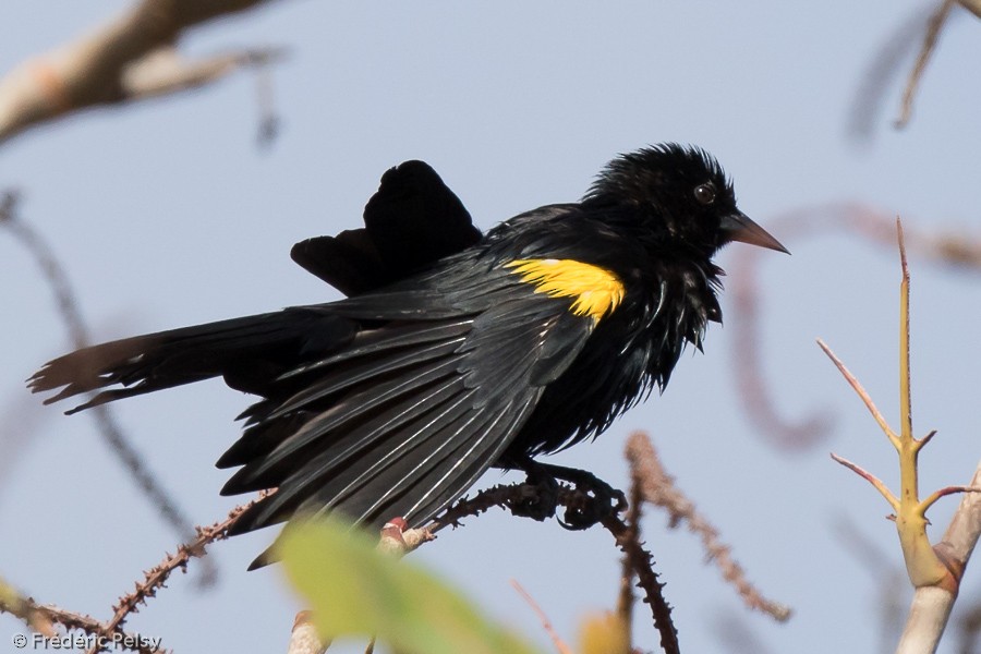 Yellow-shouldered Blackbird - Frédéric PELSY