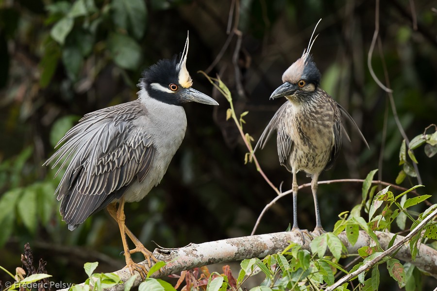 Yellow-crowned Night Heron (Yellow-crowned) - Frédéric PELSY
