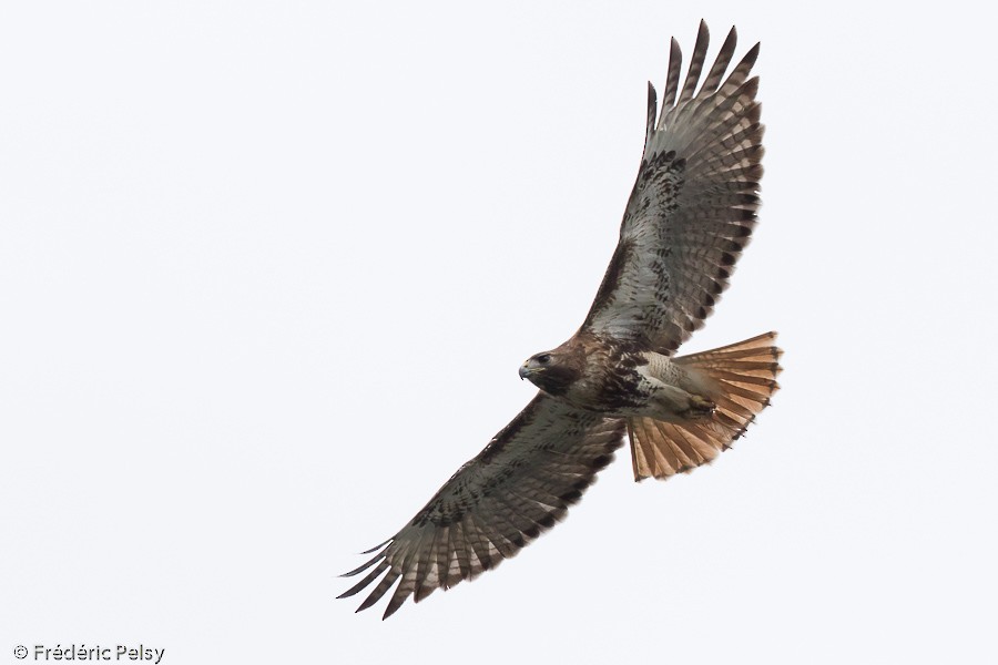 Red-tailed Hawk (jamaicensis) - Frédéric PELSY