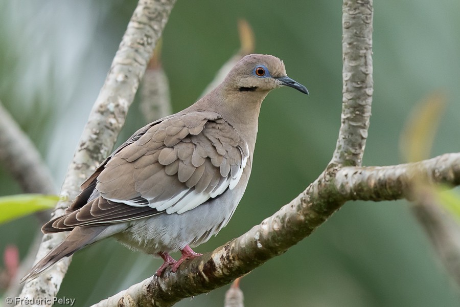 White-winged Dove - Frédéric PELSY