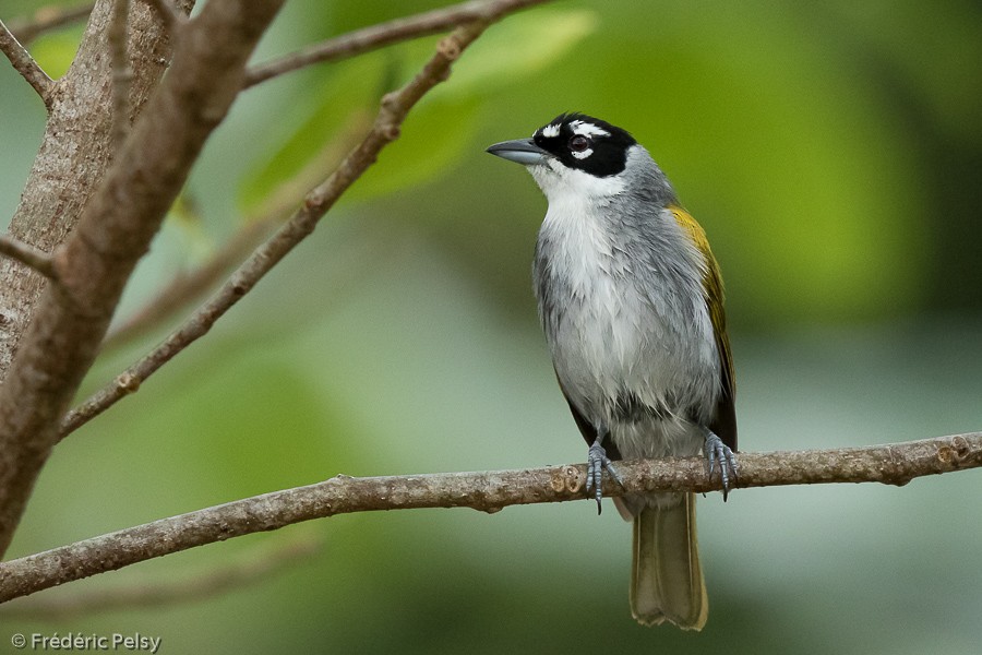 Black-crowned Palm-Tanager - Frédéric PELSY
