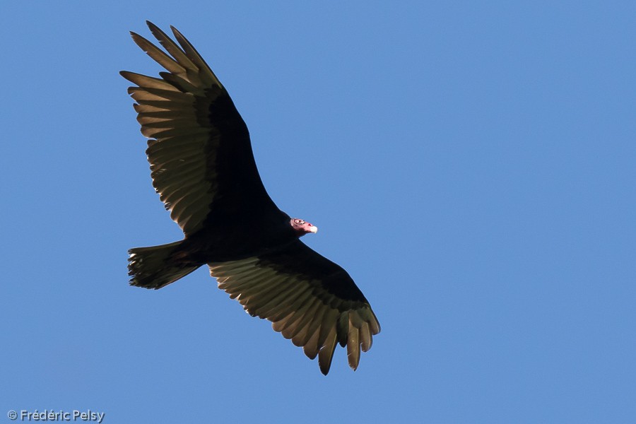 Turkey Vulture (Northern) - Frédéric PELSY