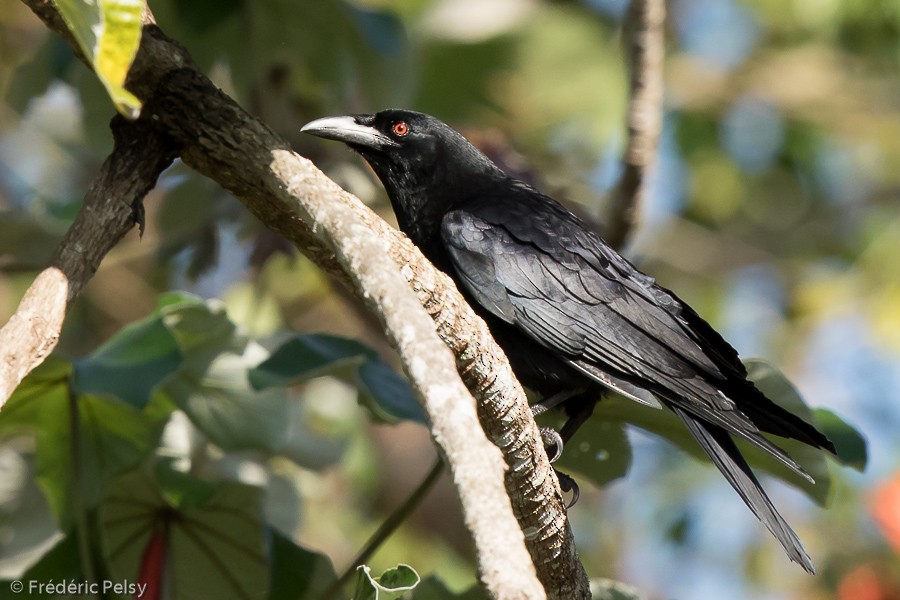 White-necked Crow - ML206180541