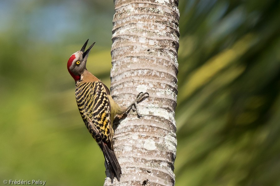Hispaniolan Woodpecker - Frédéric PELSY