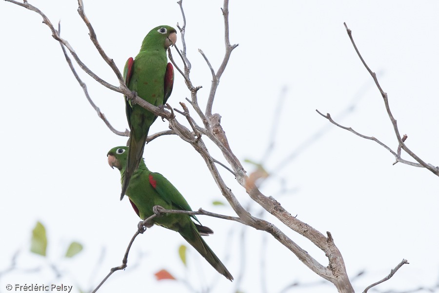 Hispaniolan Parakeet - Frédéric PELSY