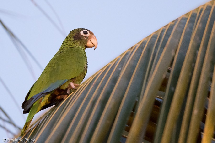 Hispaniolan Parrot - Frédéric PELSY