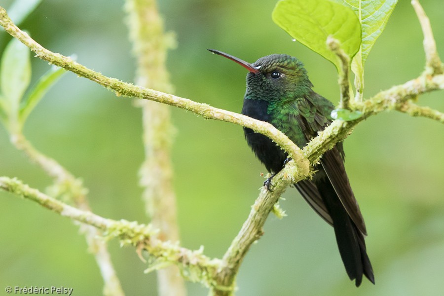 kolibřík haitský - ML206180731