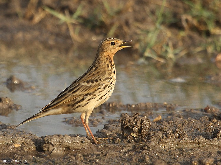 Red-throated Pipit - Lior Kislev