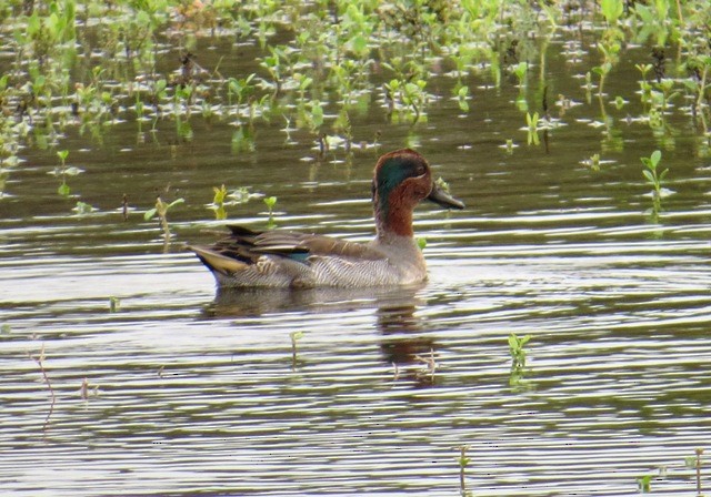 Green-winged Teal - ML206181531