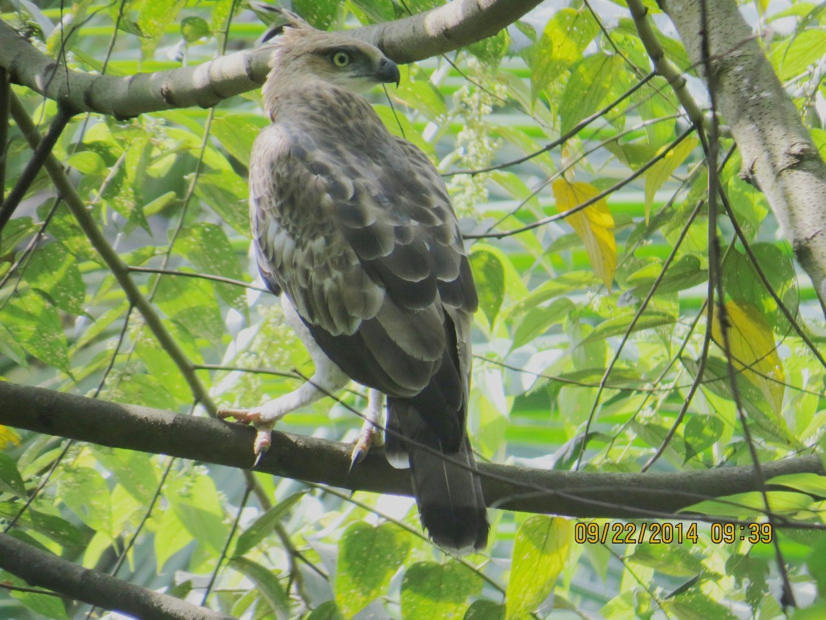 Changeable Hawk-Eagle (Crested) - Athula Edirisinghe
