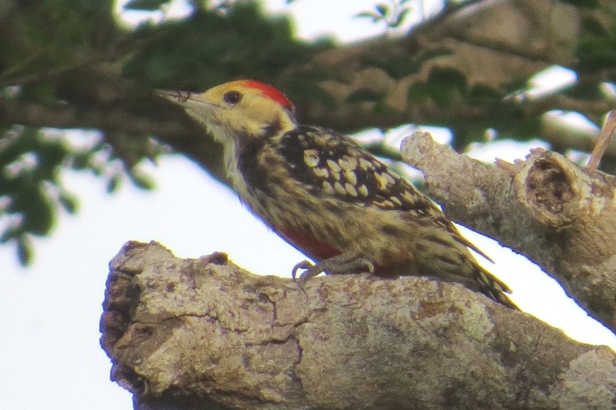 Yellow-crowned Woodpecker - ML206182061