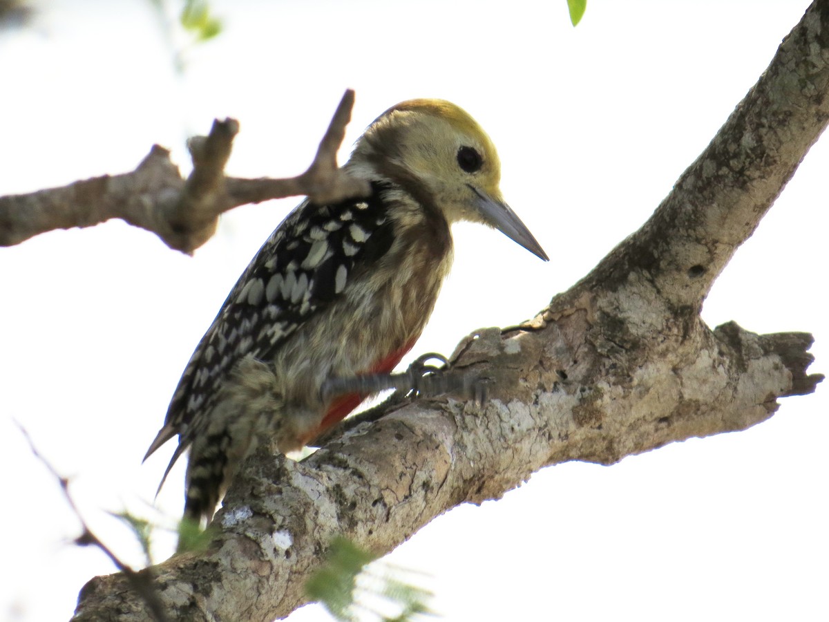 Yellow-crowned Woodpecker - ML206182071