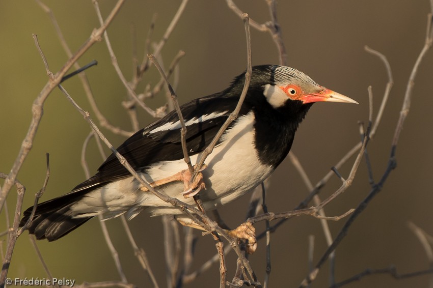 Asian Pied Starling (Asian) - ML206182161