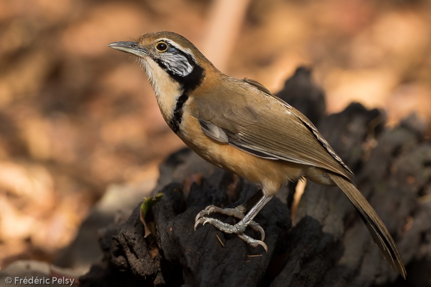 Greater Necklaced Laughingthrush - Frédéric PELSY