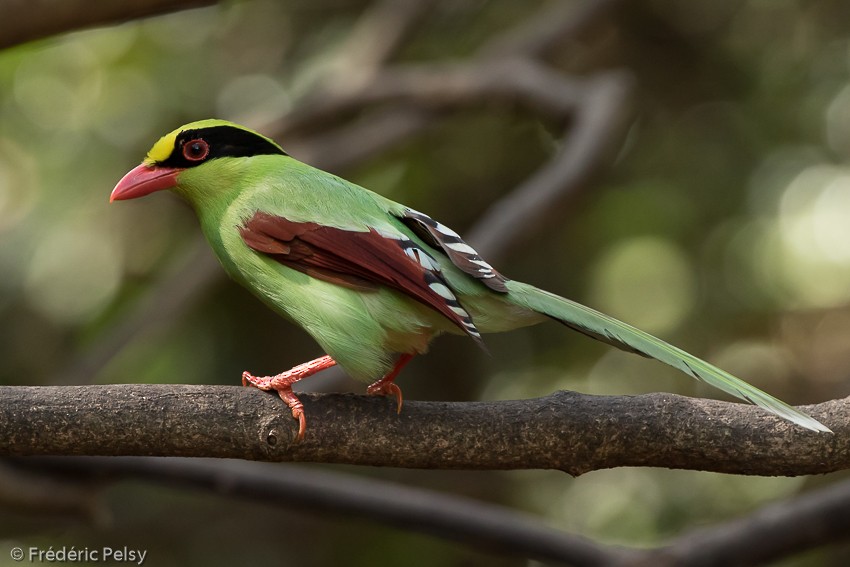 Common Green-Magpie (Common) - Frédéric PELSY