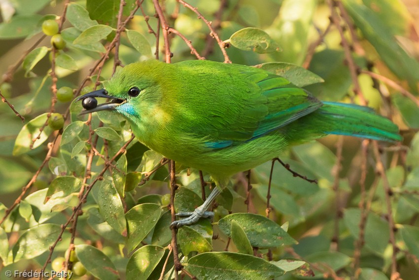 Blue-winged Leafbird - Frédéric PELSY