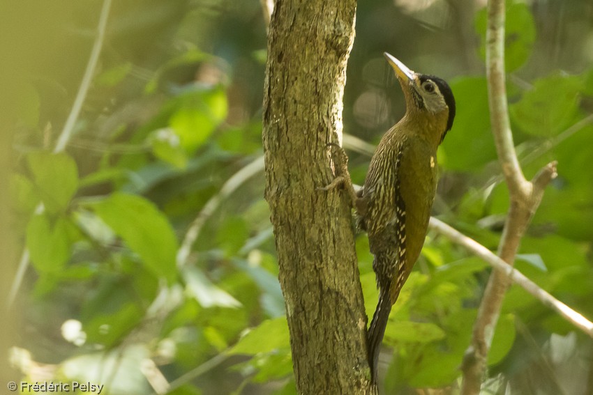 Streak-breasted Woodpecker - ML206182651