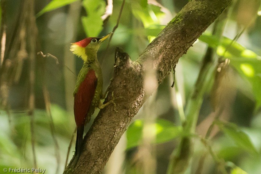 Crimson-winged Woodpecker - Frédéric PELSY