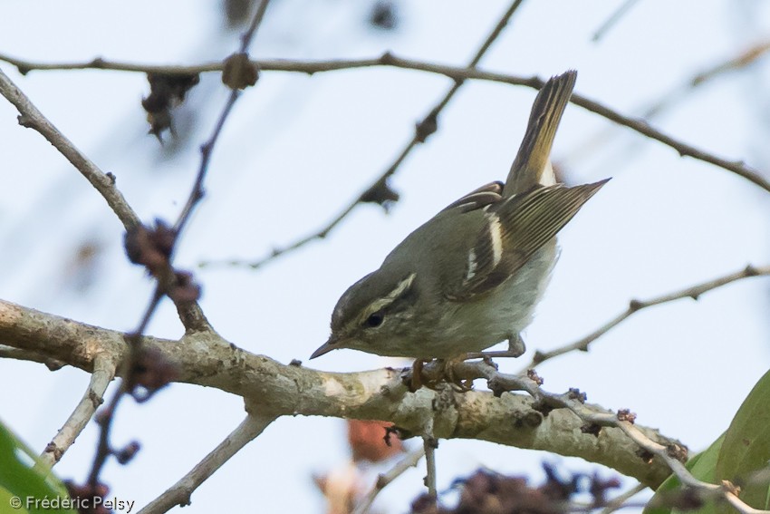 Yellow-browed Warbler - ML206182781