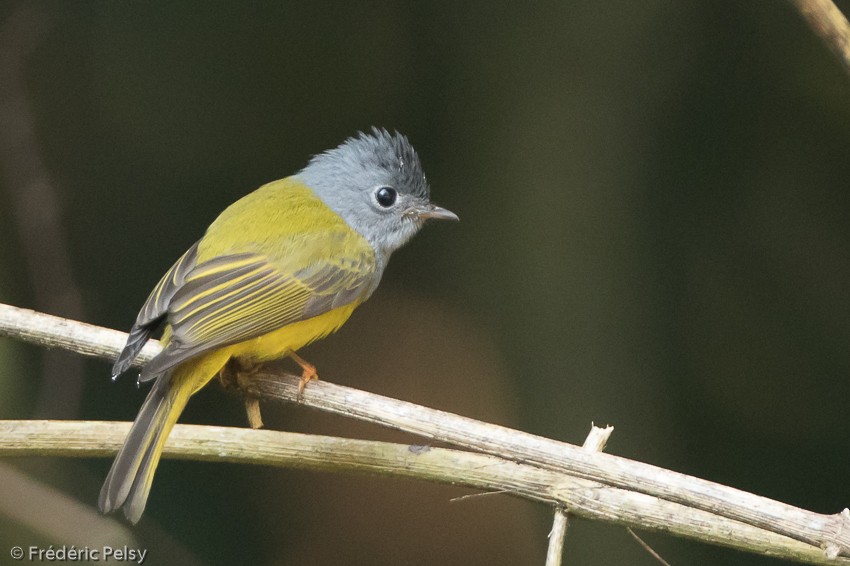 Gray-headed Canary-Flycatcher - ML206182791