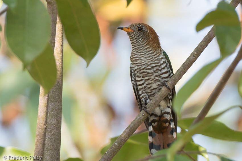 Asian Emerald Cuckoo - Frédéric PELSY