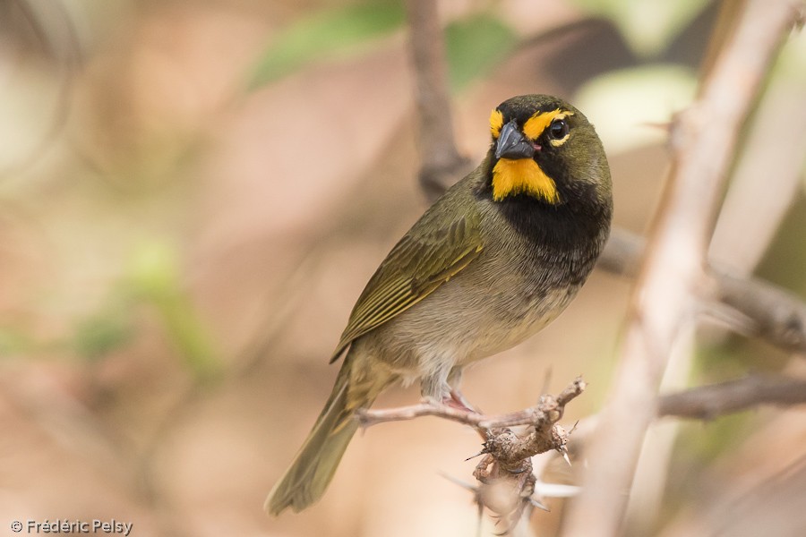 Yellow-faced Grassquit - Frédéric PELSY