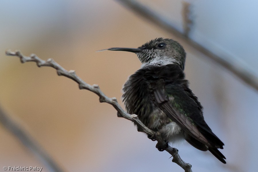 Vervain Hummingbird - Frédéric PELSY