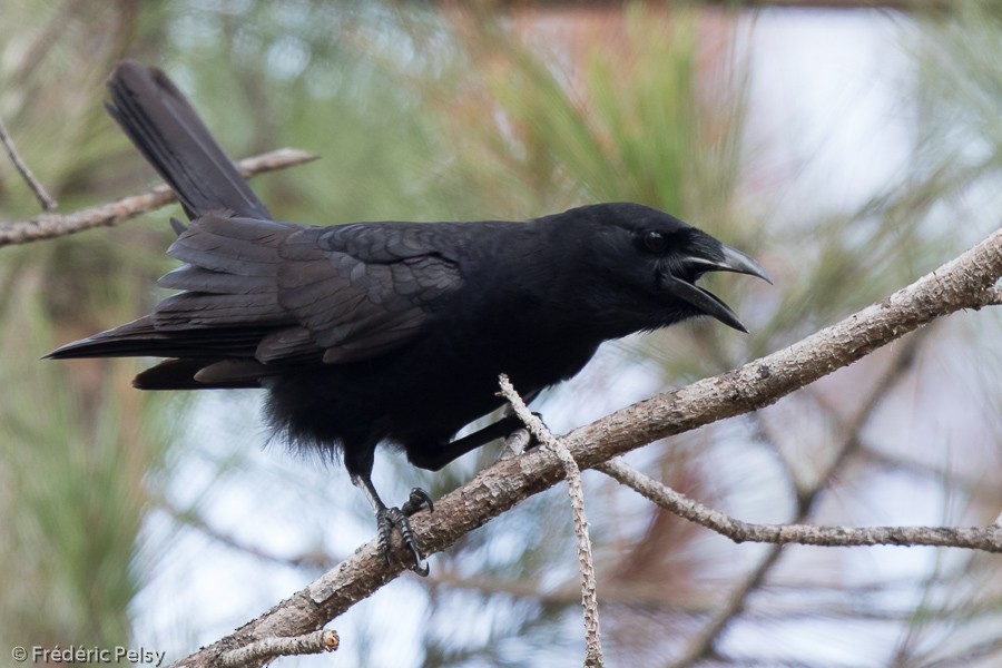 Hispaniolan Palm-Crow - Frédéric PELSY