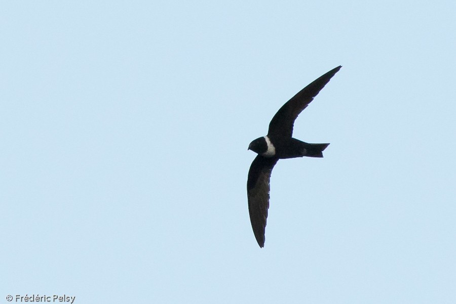 White-collared Swift - Frédéric PELSY