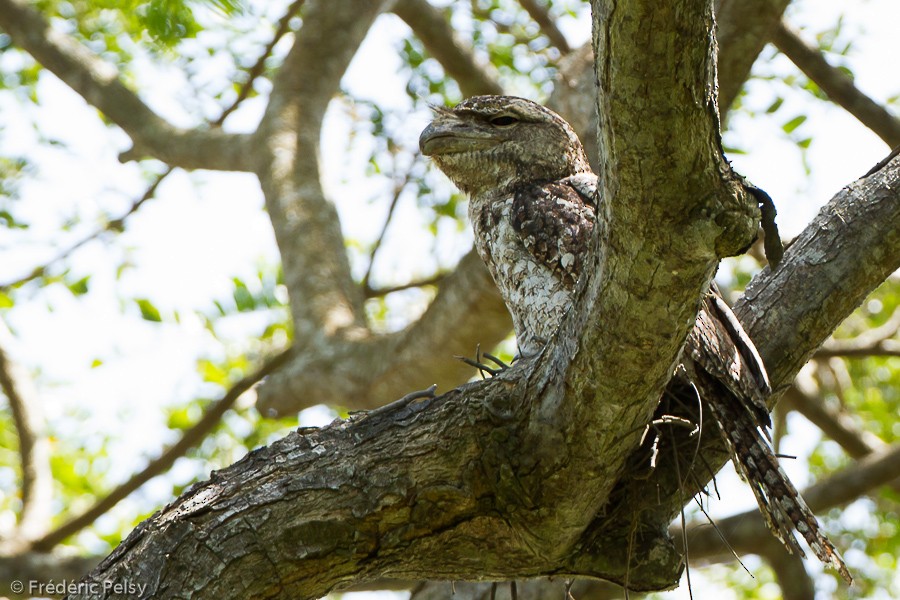 Papuan Frogmouth - Frédéric PELSY