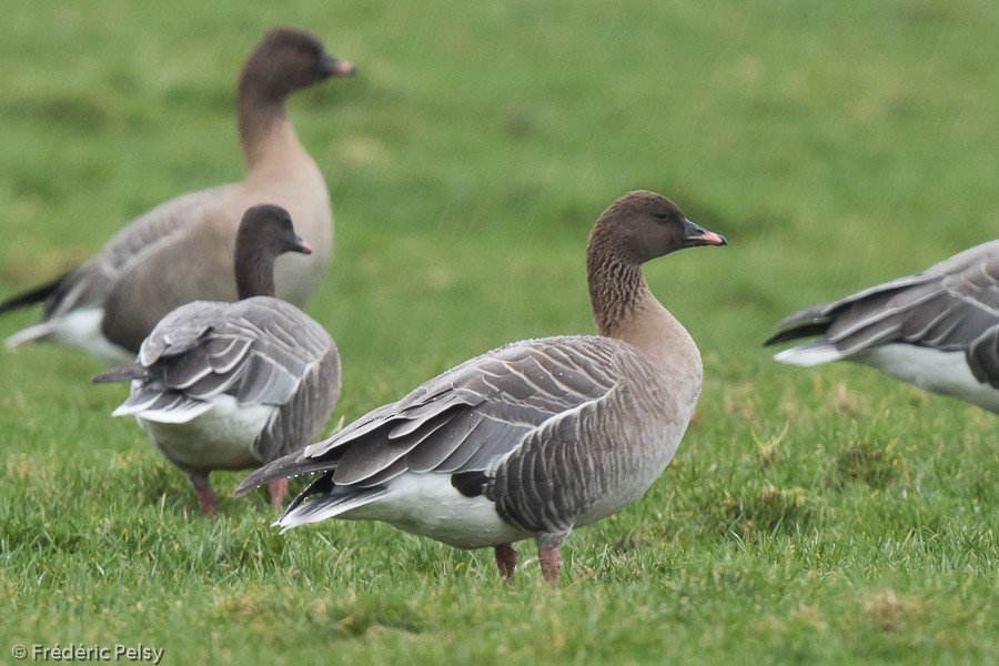 Pink-footed Goose - Frédéric PELSY