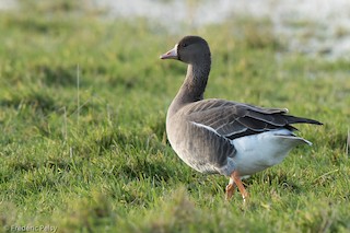 Greater White-fronted Goose, ML206183141
