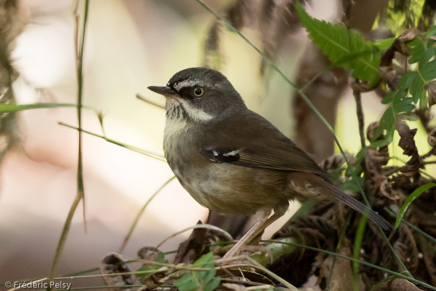 White-browed Scrubwren (White-browed) - Frédéric PELSY