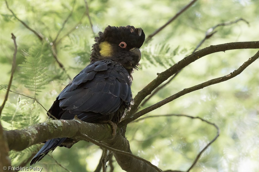Yellow-tailed Black-Cockatoo - Frédéric PELSY