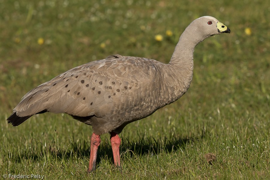 Cape Barren Goose - Frédéric PELSY