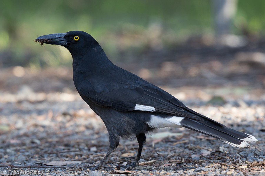 Pied Currawong - Frédéric PELSY