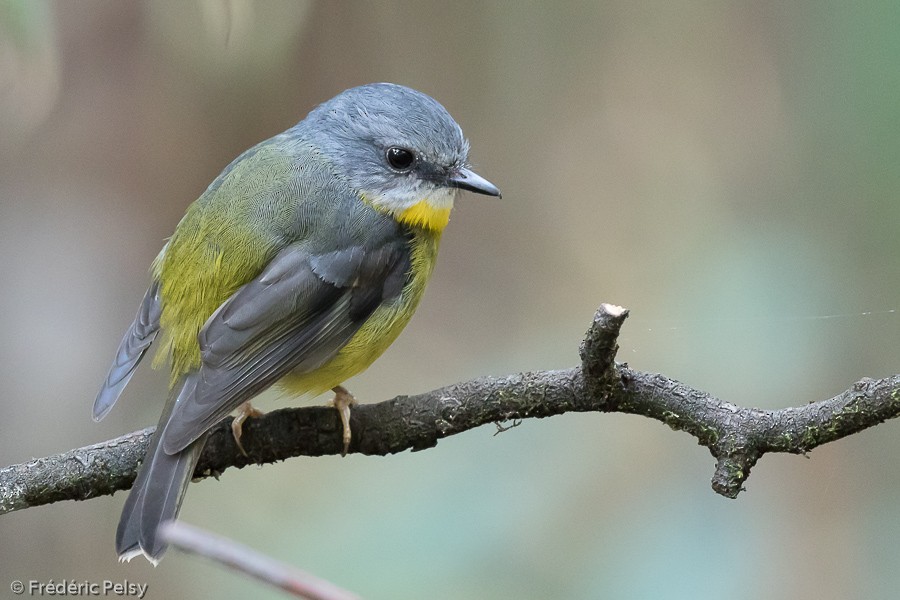 Eastern Yellow Robin - Frédéric PELSY