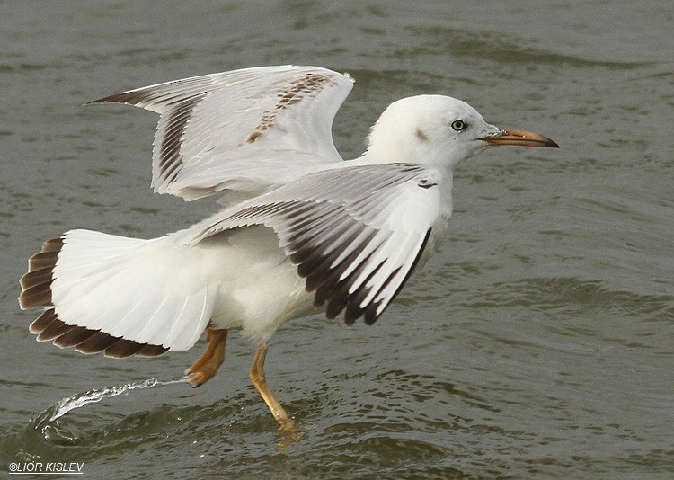 Slender-billed Gull - Lior Kislev