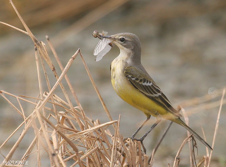 Western Yellow Wagtail - Lior Kislev