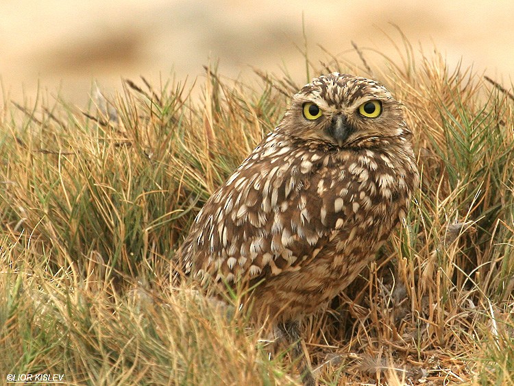 Burrowing Owl - Lior Kislev