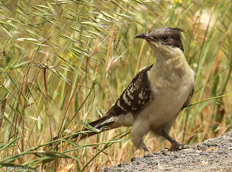 Great Spotted Cuckoo - ML206184101